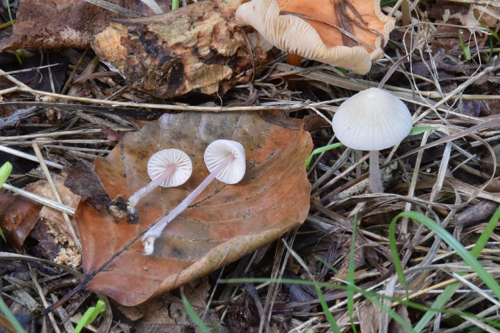 DSC_0584.jpg