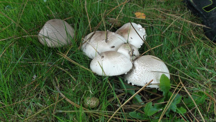 DSCF1894.JPG