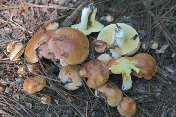 SAM_3534suillus-granulatus.jpg