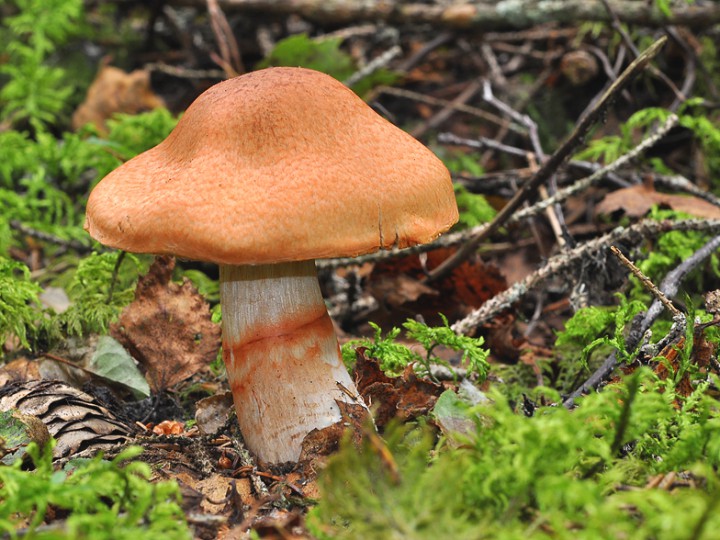 Cortinarius_armillatus_2.jpg