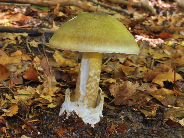 Amanita_phalloides_1.jpg