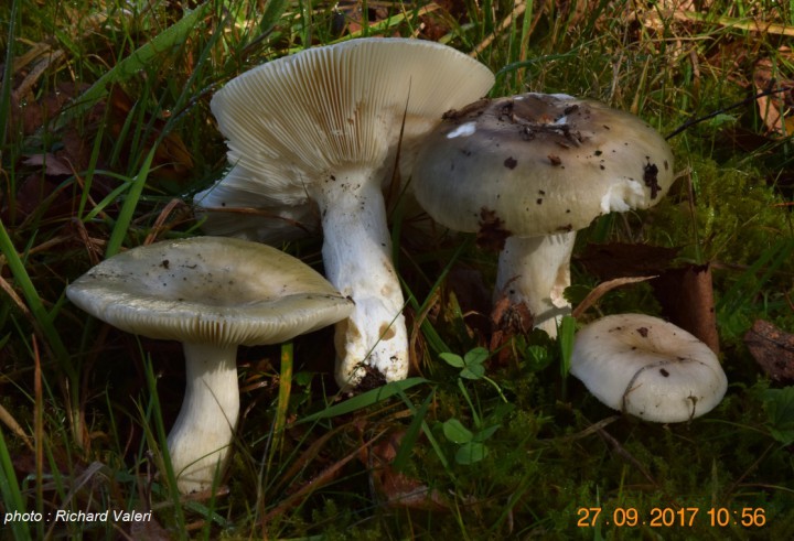 Russula aeruginea.JPG