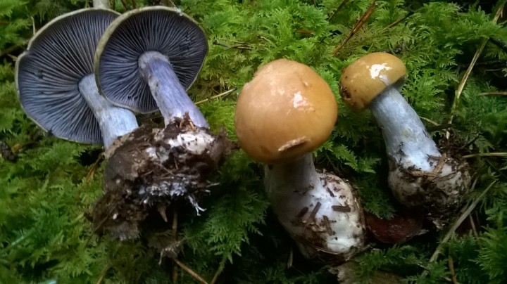 WP_20170926_003.jpg
