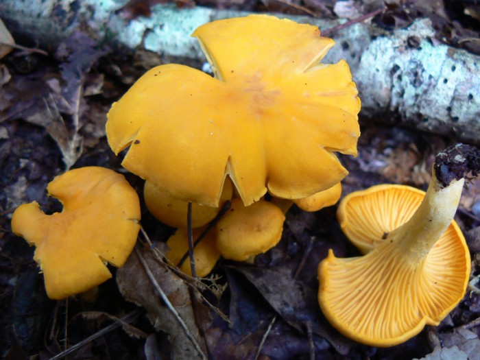 P1100523.jpg
