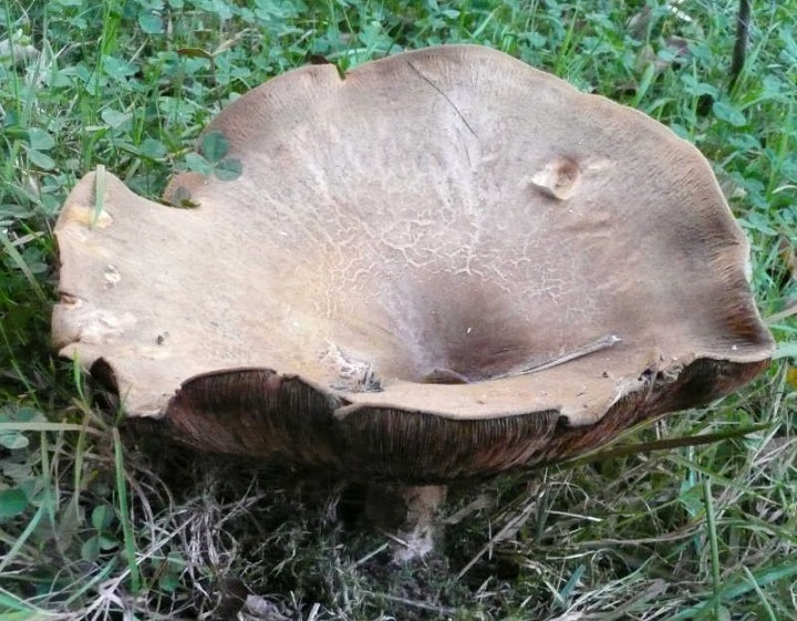 P1120462_2.JPG