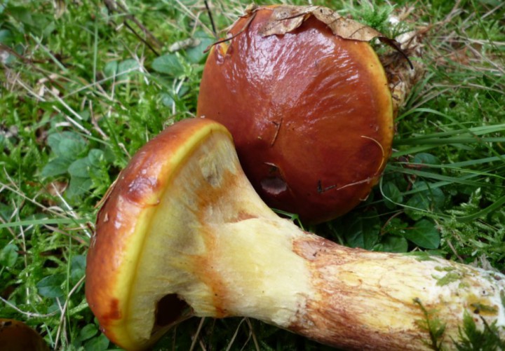 copie de L1290544.JPG