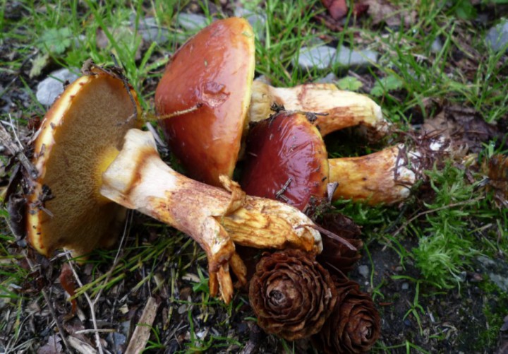 copie de L1290637.JPG