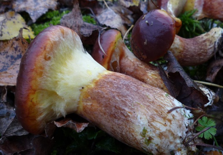 L1290899 (copie 1).JPG