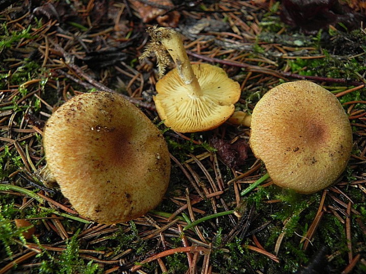 DSCN0723b.JPG