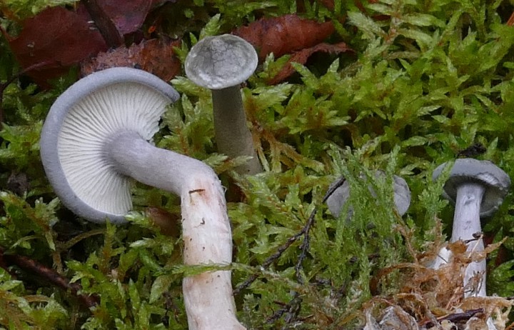 P1080525detail1200.jpg