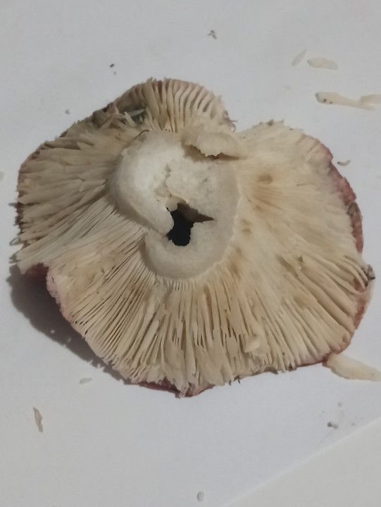DSC_04184.JPG