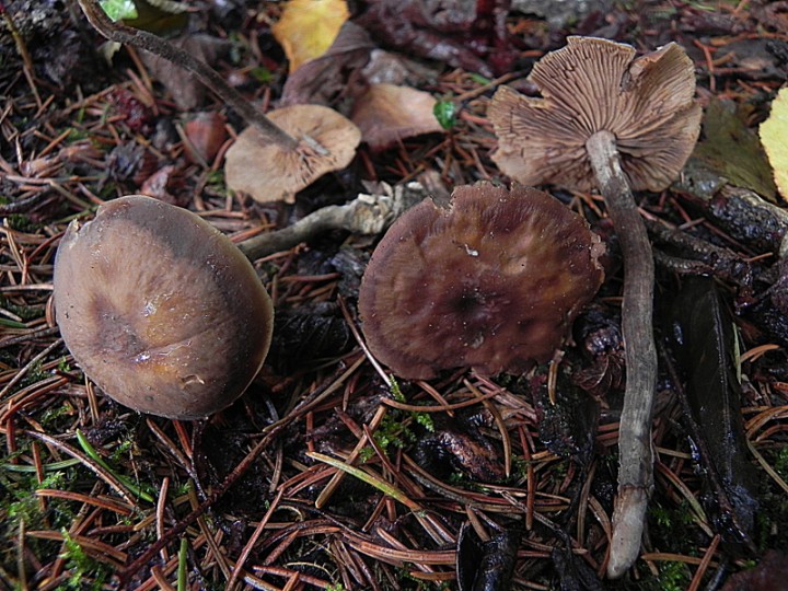 DSCN0720b.JPG