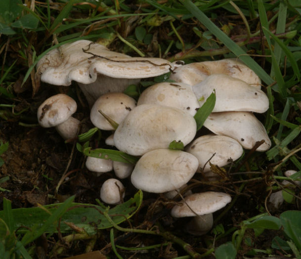 Pâture 01 forum.jpg