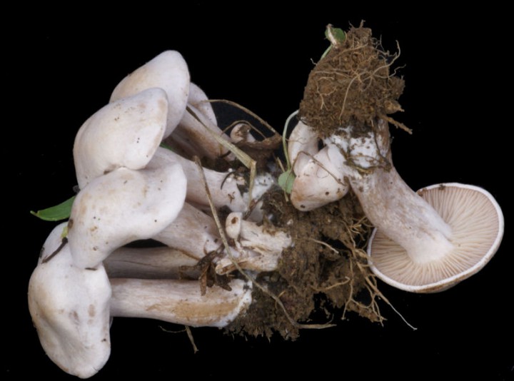 Pâture 02 forum.jpg