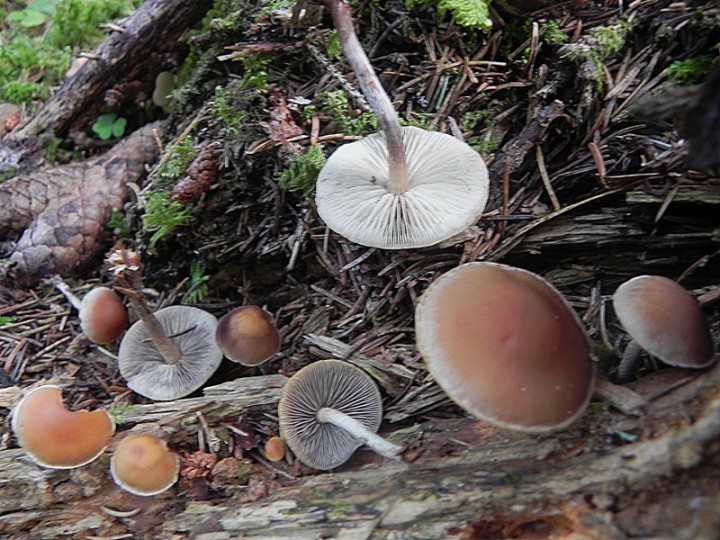 DSCN0814b.JPG
