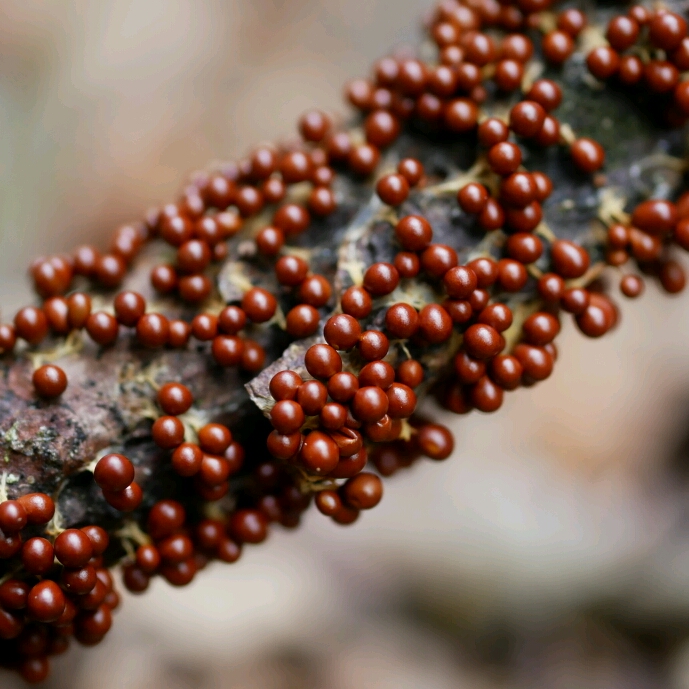 Leocarpus_fragilis 2_crop_689x689.jpg