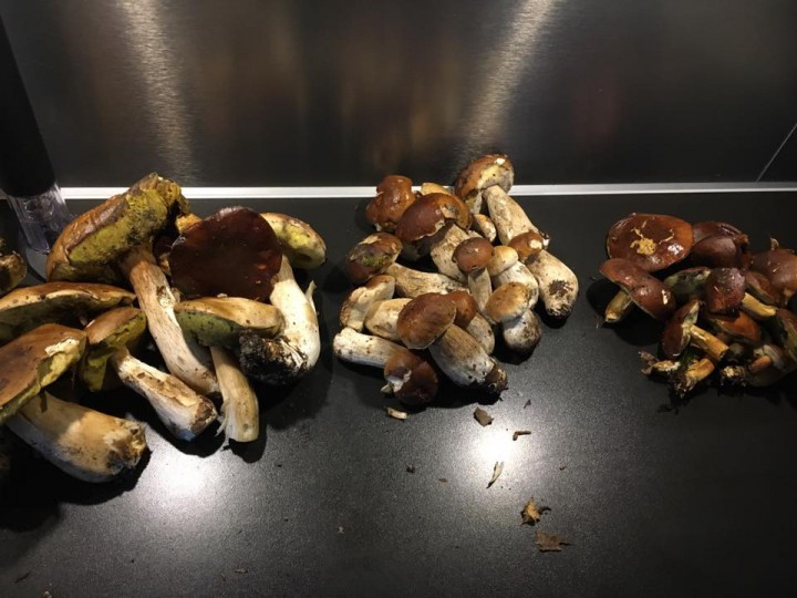 Cueillette cèpes et bolets