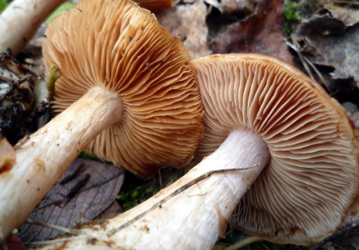L1300146 (copie 1).JPG