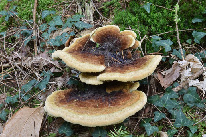 DSC_0637.jpg