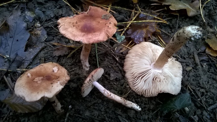 WP_20171009_020.jpg