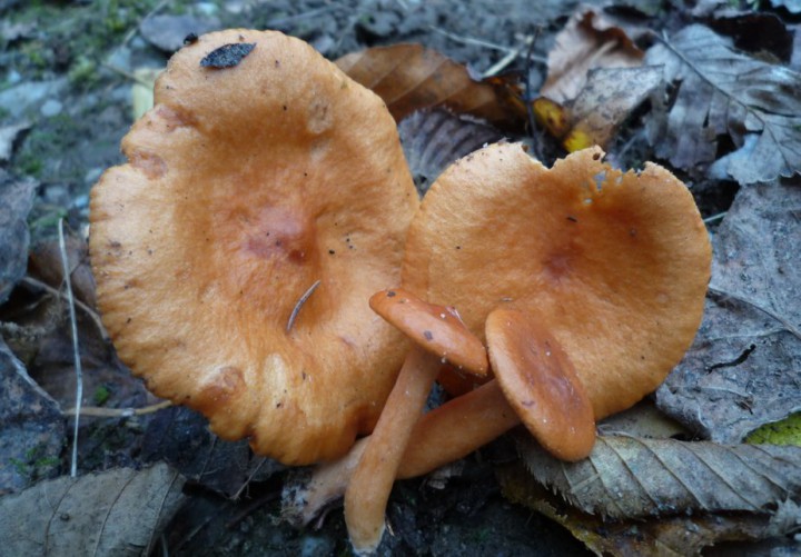 L1300257 (copie 1).JPG