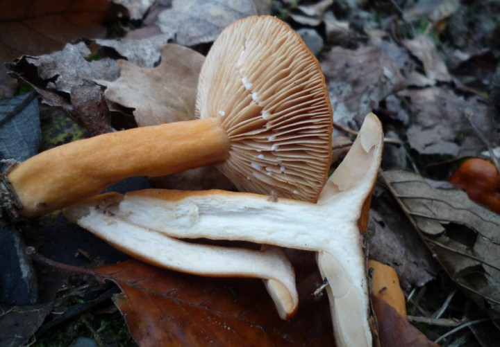 L1300262 (copie 1).JPG