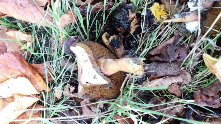 dans son milieu, en bord de route