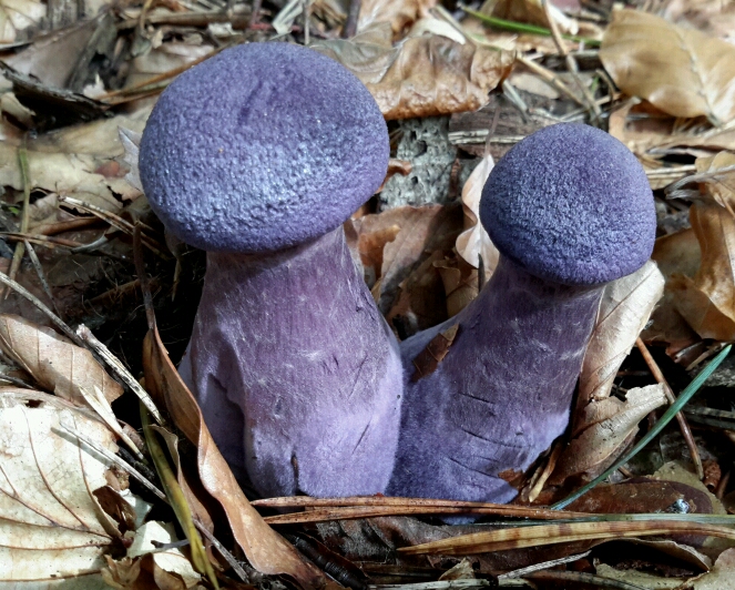 Cortinarius_violaceus_crop_663x532.jpg