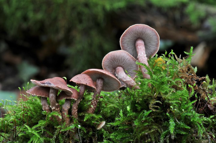 Cystoderma superbum .JPG