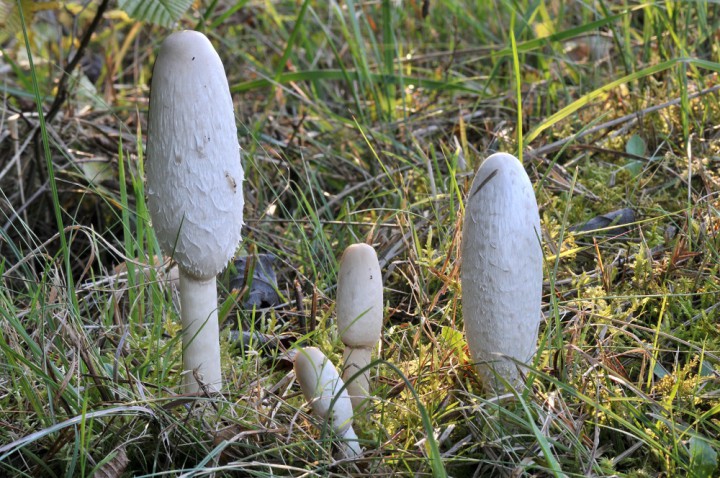 DSC_8924.JPG