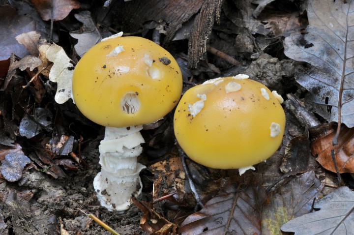 amanita jonquilla = gemmata (4).JPG