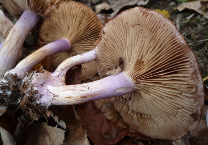L1300630 (copie 1).JPG