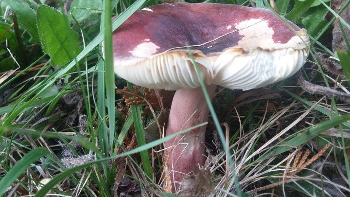 20171010_171202a.jpg