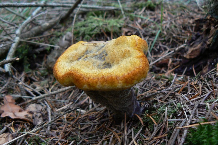 Septembre 2010 - Forêt de Maumusson (44)