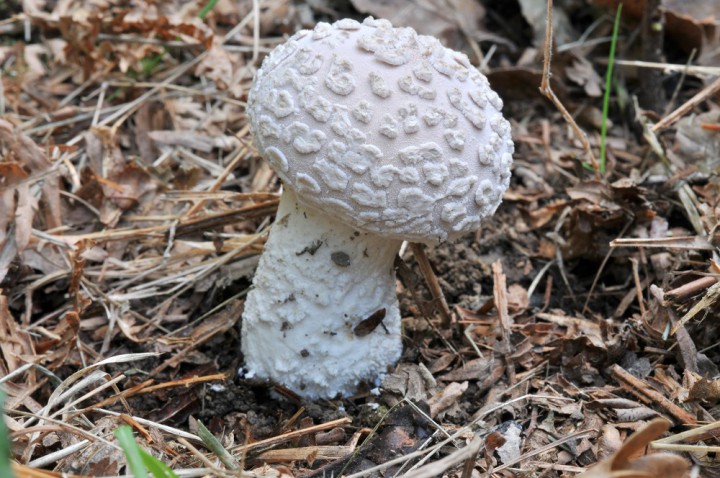 DSC_9480.JPG