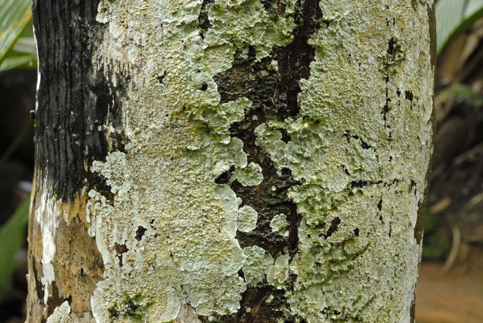 Lichen sur tronc de cocotier de mer