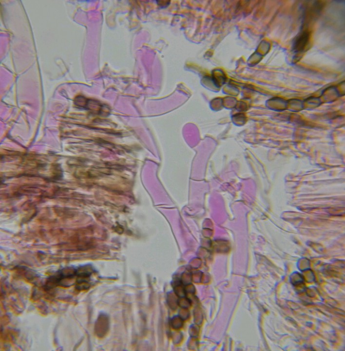 Botryobasidium sp 4_crop_730x742.jpg