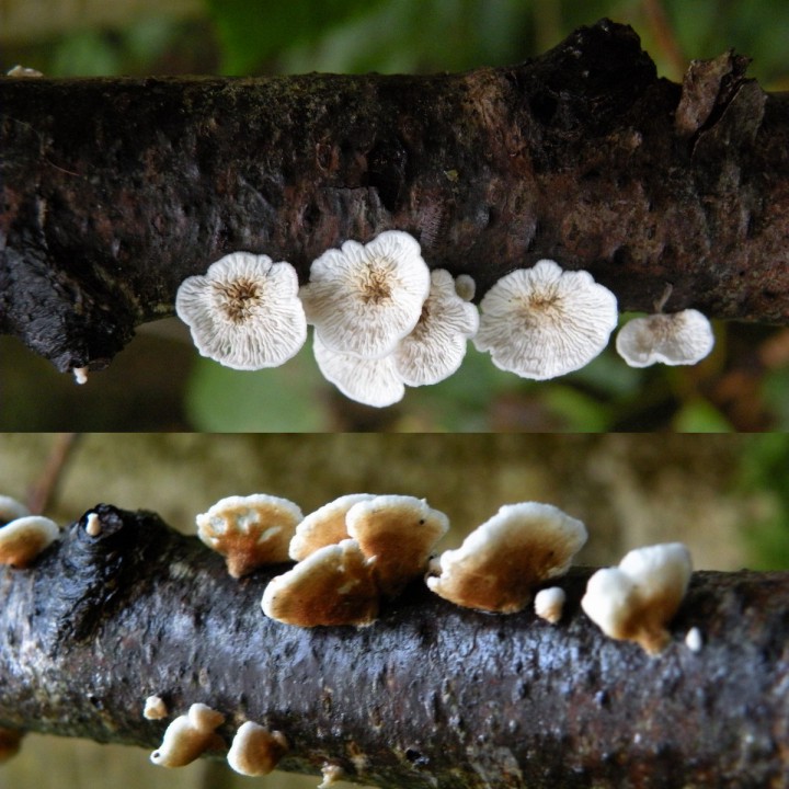 Plicaturopsis crispa3.JPG