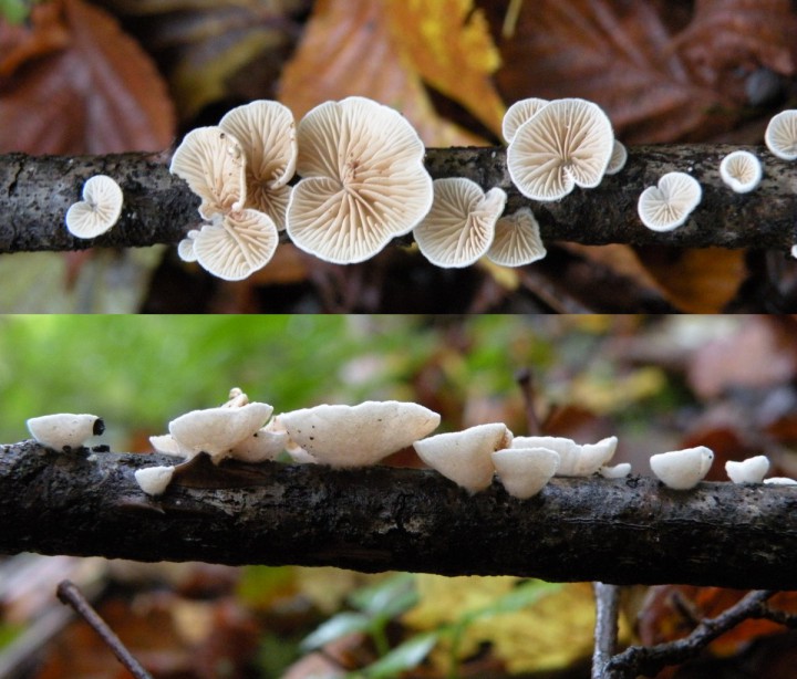 Crepidotus sp2.JPG