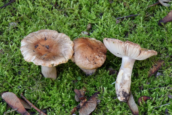 DSC_0090.jpg