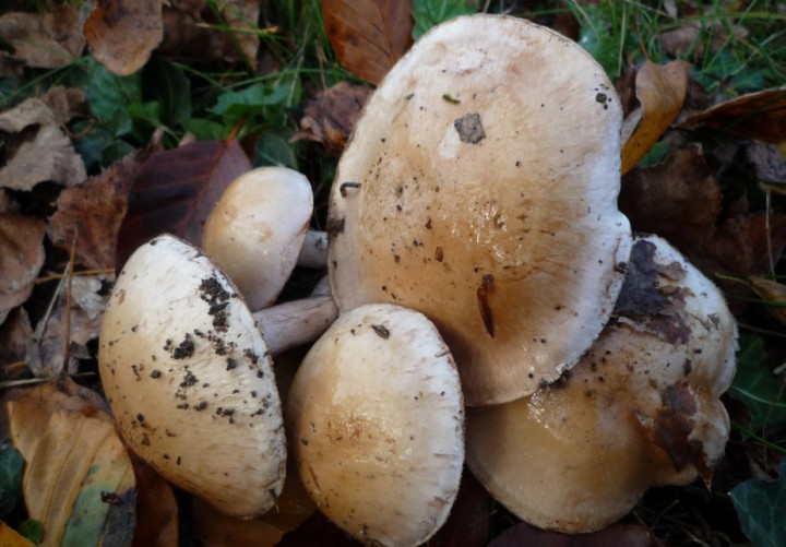 L1300867 (copie 1).JPG