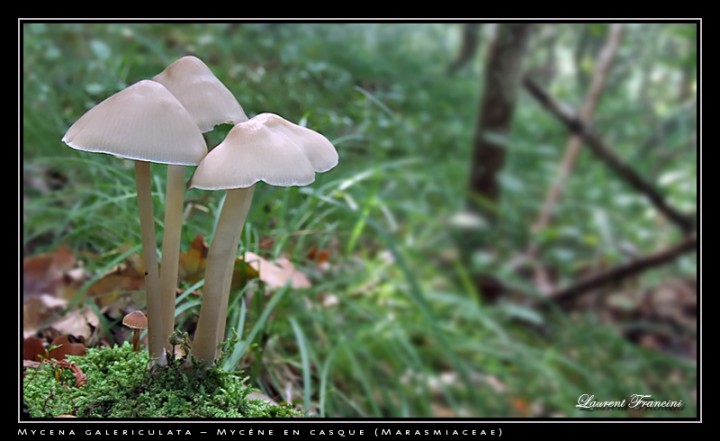 Mycena_galericulata.jpg