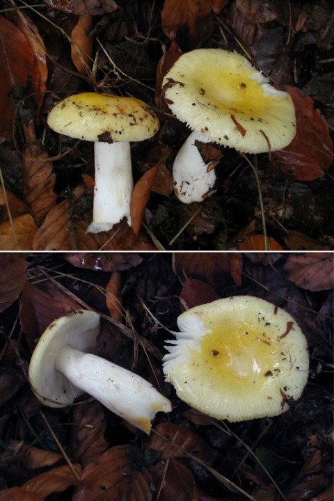 russula_cf_solaris.jpg