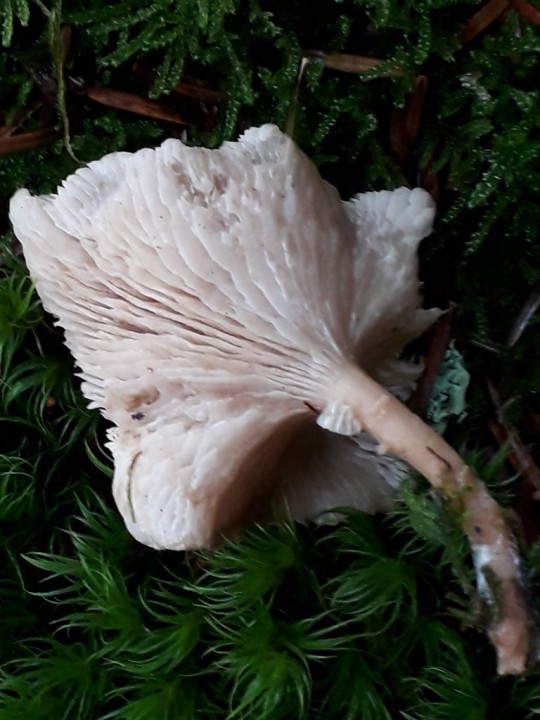 rps20171026_203054.jpg