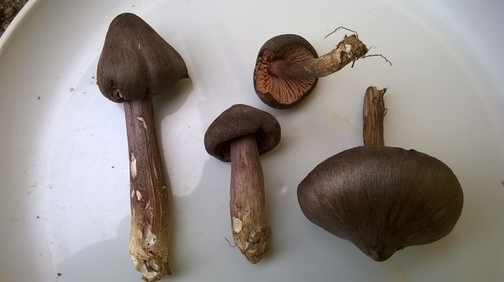 WP_20171029_009.jpg
