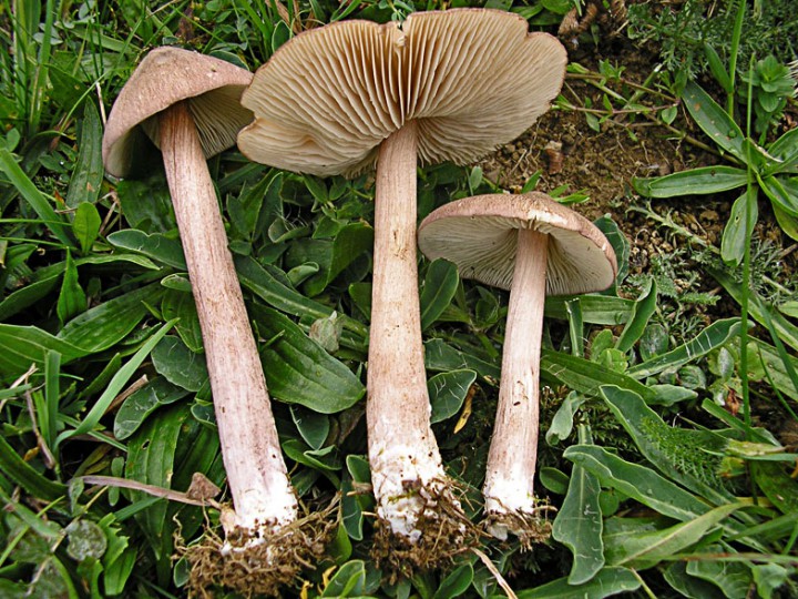 Entoloma_porphyrophaeum.jpg