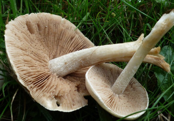 L1300923 (copie 1).JPG