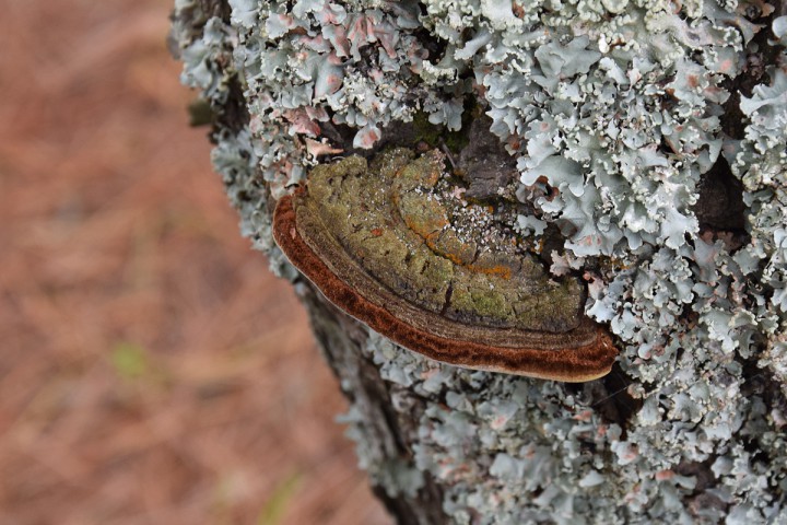 DSC_0118.jpg
