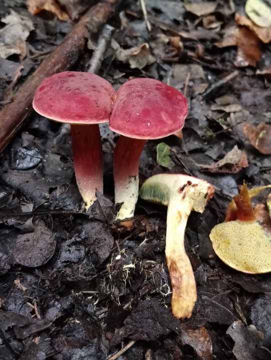 DSC_0340.JPG
