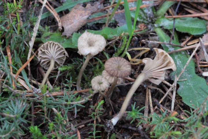 Entoloma.JPG